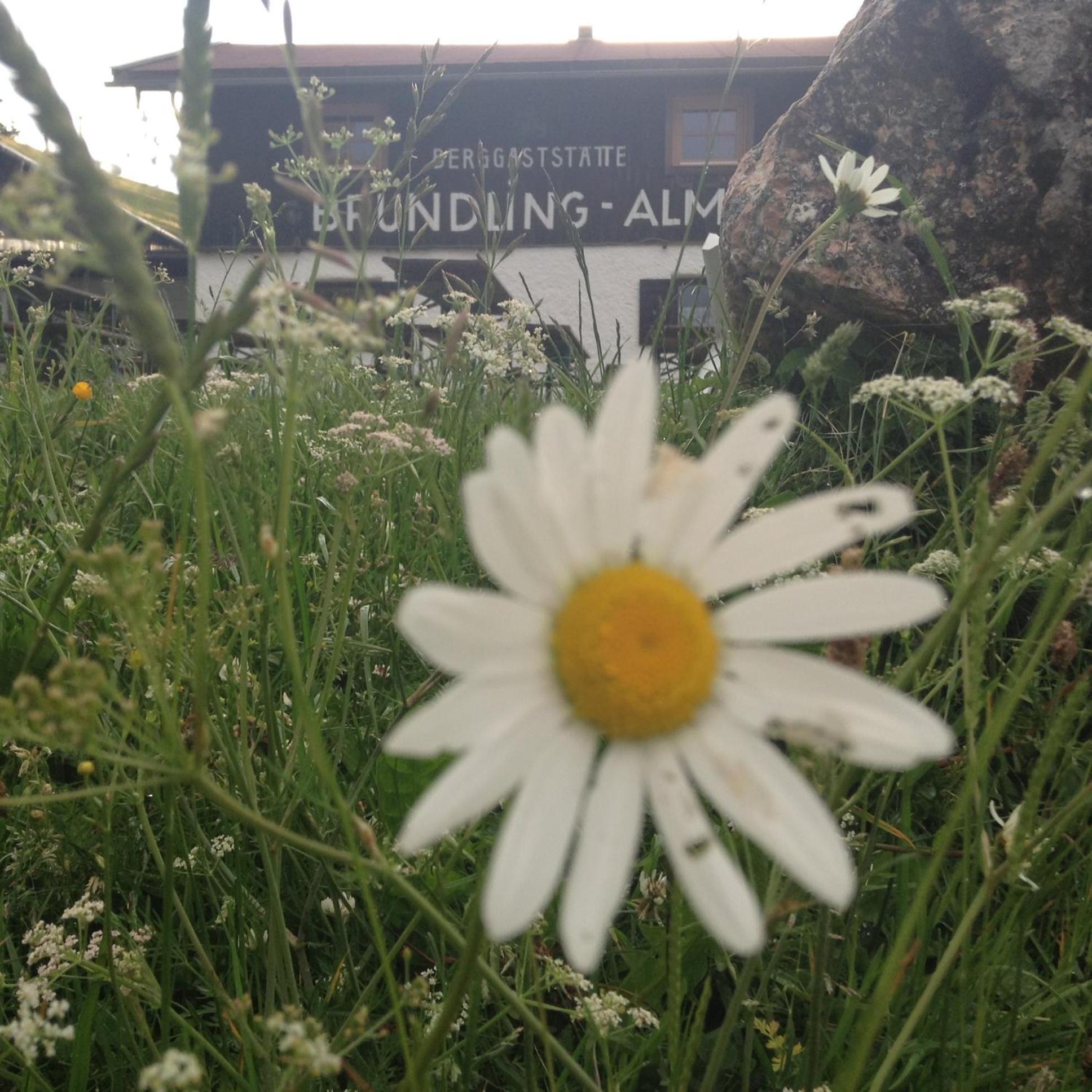 Bruendling-Alm Berggasthof Auf 1167M Auf Dem Hochfelln Bergen  Exterior foto